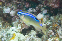 Chrysiptera leucopoma