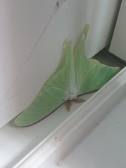 Actias