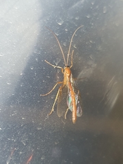 Ophioninae