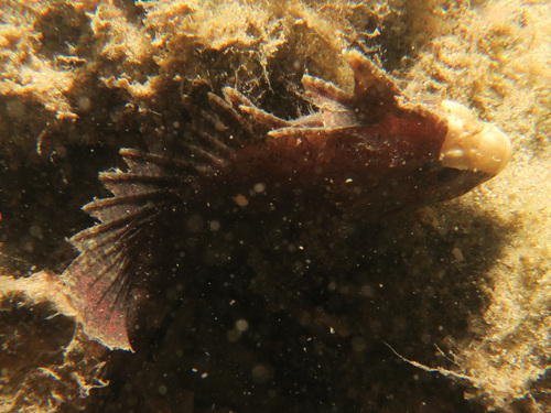 Wasp waspfish (Paracentropogon vespa) — Tetrarogidae — 4