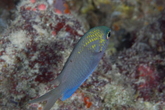 Chromis alpha