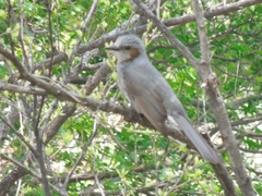 Hypsipetes amaurotis