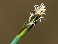 Carex microglochin, photograph (c) Jean Capcha Ramos, some rights reserved (CC BY)