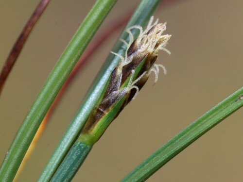 Carex microglochin, photograph 6