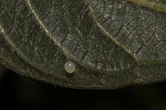 Macroglossum poecilum