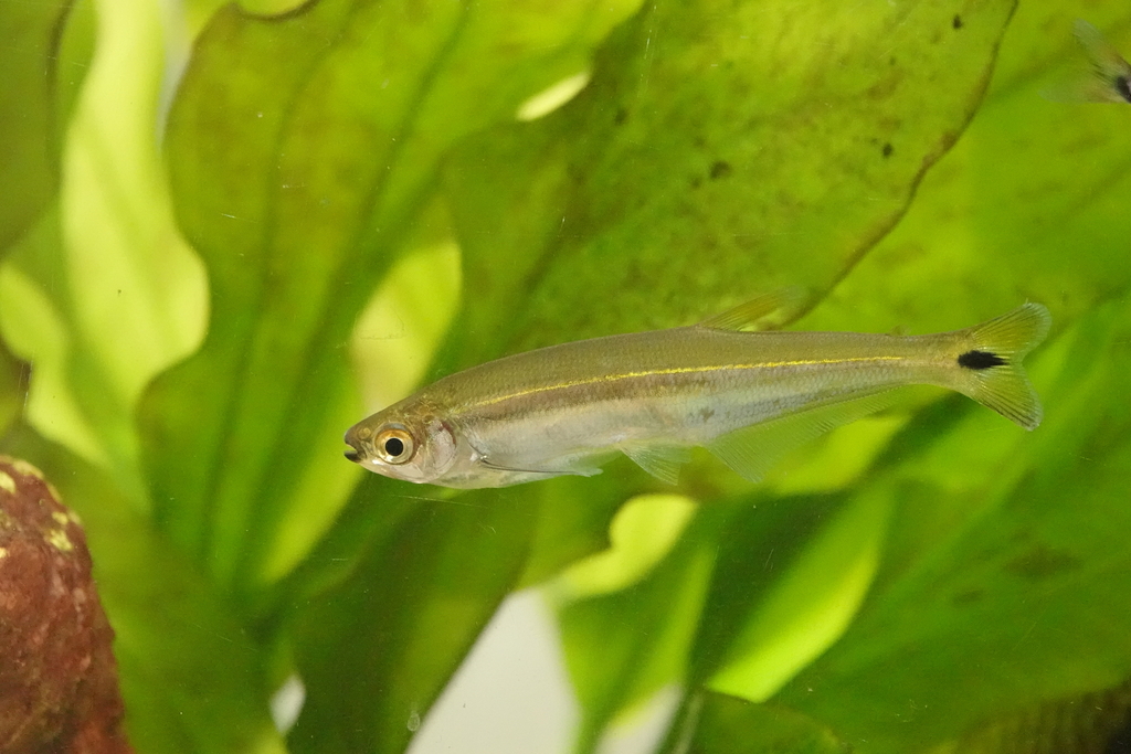 Toothed piabucus (Piabucus dentatus) — Iguanodectidae