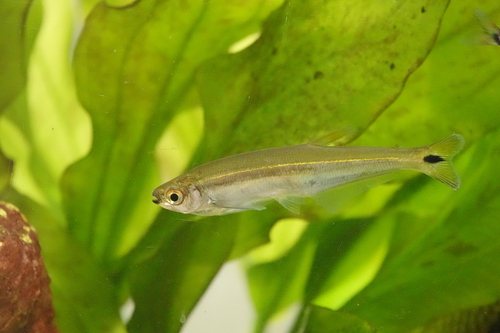 Toothed piabucus (Piabucus dentatus) — Iguanodectidae