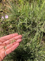 Lomatium cookii