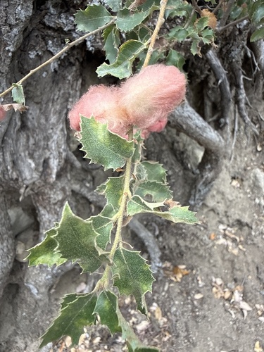 iNaturalist observation photo of Oak Gall Wasps