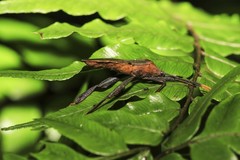 Pseudomictis obtusispinus