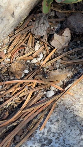 iNaturalist observation photo of Formicine Ants