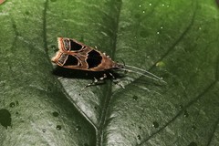 Deltoplastis commatopa