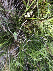 Lomatium cookii