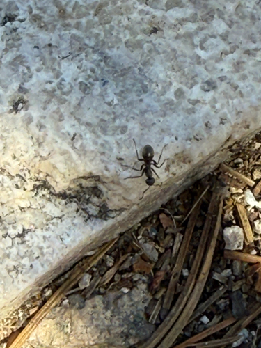 iNaturalist observation photo of fusca-group Field Ants and Allies