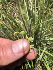 Lomatium cookii