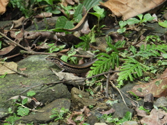 Sphenomorphus indicus