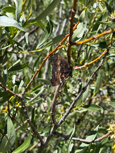 iNaturalist observation photo of California Tortoiseshell