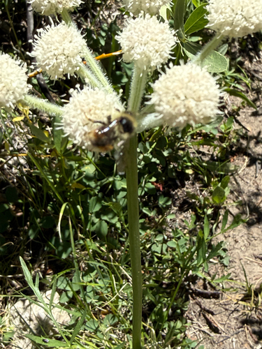 iNaturalist observation photo of Forest Bumble Bee