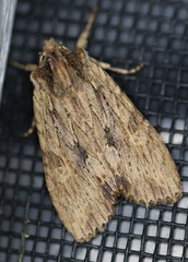 Lithophane hemina