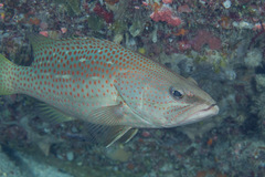 Anyperodon leucogrammicus