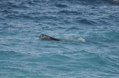 Monodon monoceros