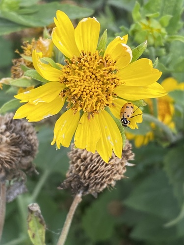Verbesina encelioides observed 2026-07-24