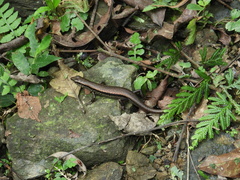 Sphenomorphus indicus