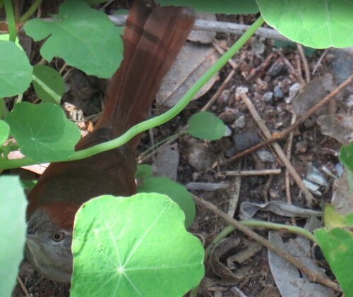 Sooty-fronted Spinetail (Synallaxis frontalis), photo 9