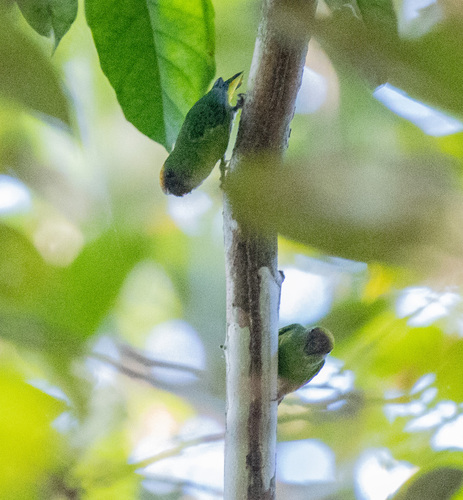 Micropsitta keiensis observed 2026-06-18