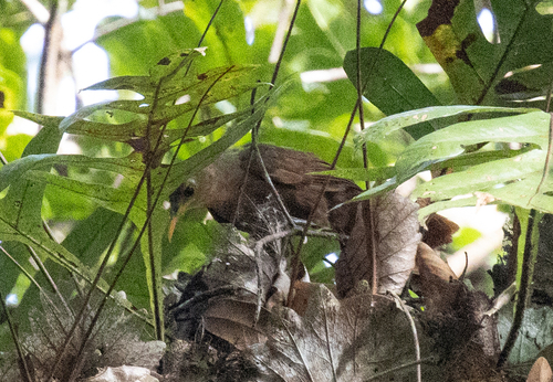 Papuan Babbler (Garritornis isidorei), photo 2