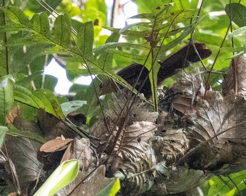 Papuan Babbler (Garritornis isidorei), photo 3