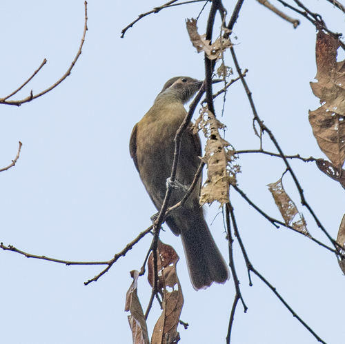 Tawny-breasted Honeyeater (Xanthotis flaviventer), photo 2