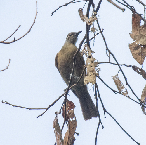 Tawny-breasted Honeyeater (Xanthotis flaviventer), photo 7