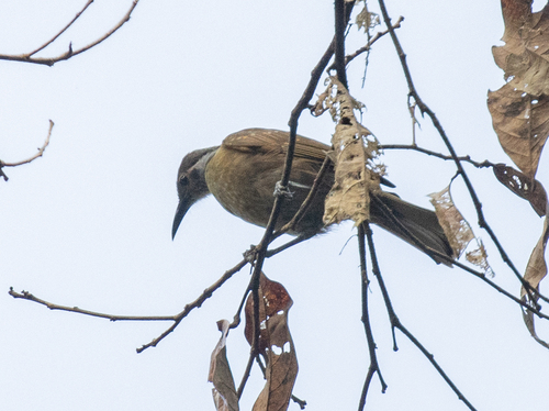 Tawny-breasted Honeyeater (Xanthotis flaviventer), photo 8