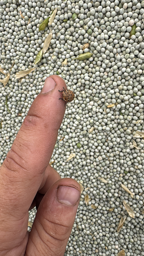 Argus Tortoise Beetle
