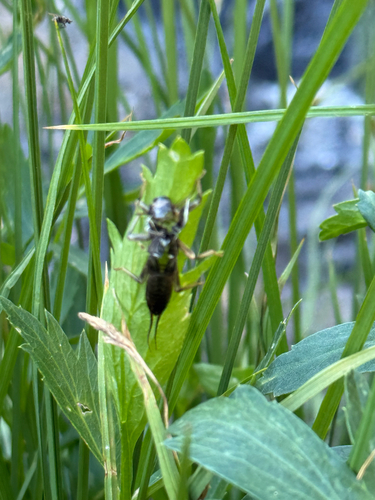 iNaturalist observation photo of Golden Stone
