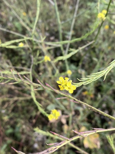 Brassica nigra observed 2026-07-24