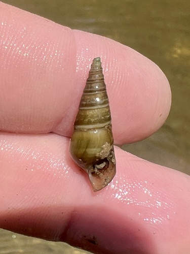 Pleurocera vestita observed 2026-07-28