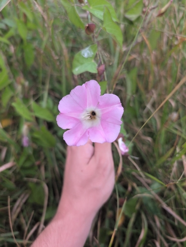 hedge bindweed