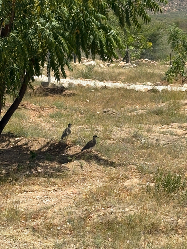 Crowned Lapwing