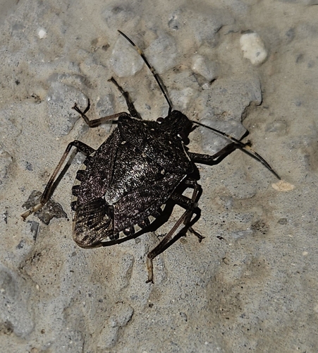 Brown Marmorated Stink Bug