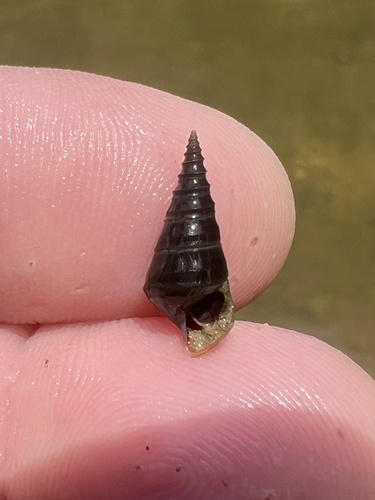 Pleurocera vestita observed 2026-07-28