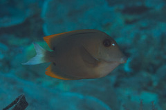 Ctenochaetus tominiensis