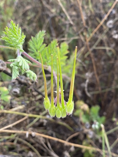 Erodium cicutarium observed 2026-07-24