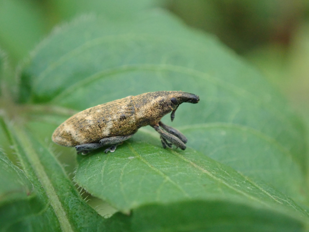Gasteroclisus binodulus