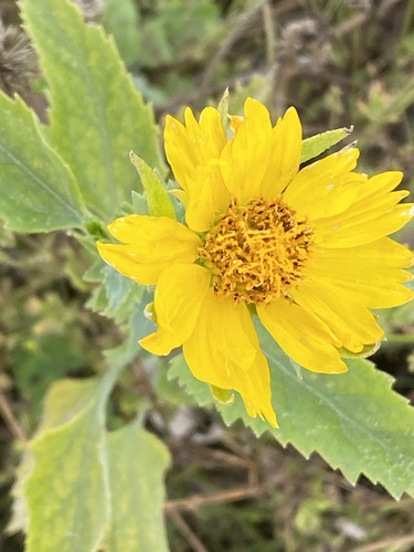Verbesina encelioides observed 2026-07-24