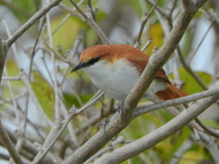 Certhiaxis mustelinus