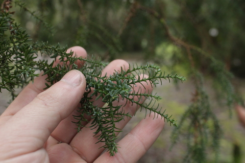 Fitzroya cupressoides, 2026-07-25