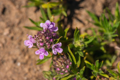 Thymus callieri