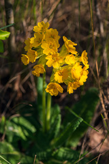 Primula